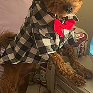 Otis joined the competition — help win amazing prizes! animal, bow_tie, brown_fur, checkered_shirt, companion, curious, curly_hair, cute, decor, dog, front_paws, furniture, household, indoor, pet_clothing, pillow, portrait, small_dog, standing, table