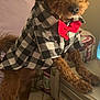 animal, bow_tie, brown_fur, checkered_shirt, companion, curious, curly_hair, cute, decor, dog, front_paws, furniture, household, indoor, pet_clothing, pillow, portrait, small_dog, standing, table