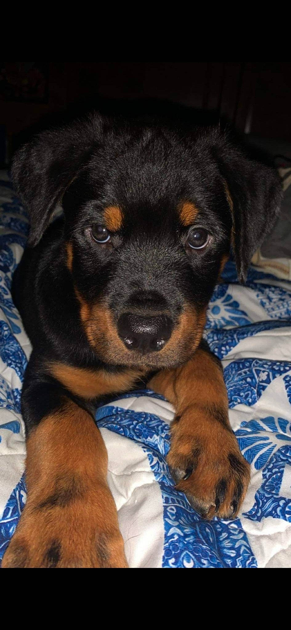 Ruger is registered to the contest to win money with this photo: austrian_black_and_tan_hound, beaglier, canidae, carnivore, comfort, companion_dog, dog, dog_breed, electric_blue, guard_dog, puppy, rottweiler, snout, sporting_group, terrestrial_animal, whiskers, working_animal, working_dog