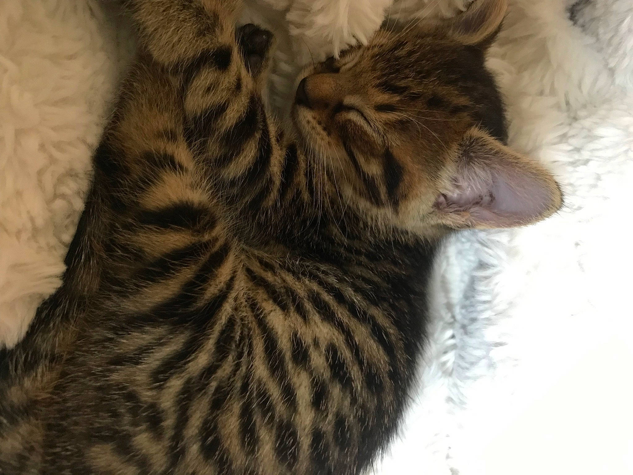 Riley Raine joined the competition — help win amazing prizes! big_cats, carnivore, cat, claw, comfort, domestic_short_haired_cat, eye, fawn, felidae, fur, nap, pattern, paw, small_to_medium_sized_cats, snout, tail, terrestrial_animal, whiskers, wildlife