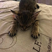 Riley is registered to the contest to win money with this photo: kitten, cat, sleeping, tabby, paw, bed, blanket, fur, indoor, cute, animal, pet, relaxed, resting, feline, small, young, cozy, domestic, mammal