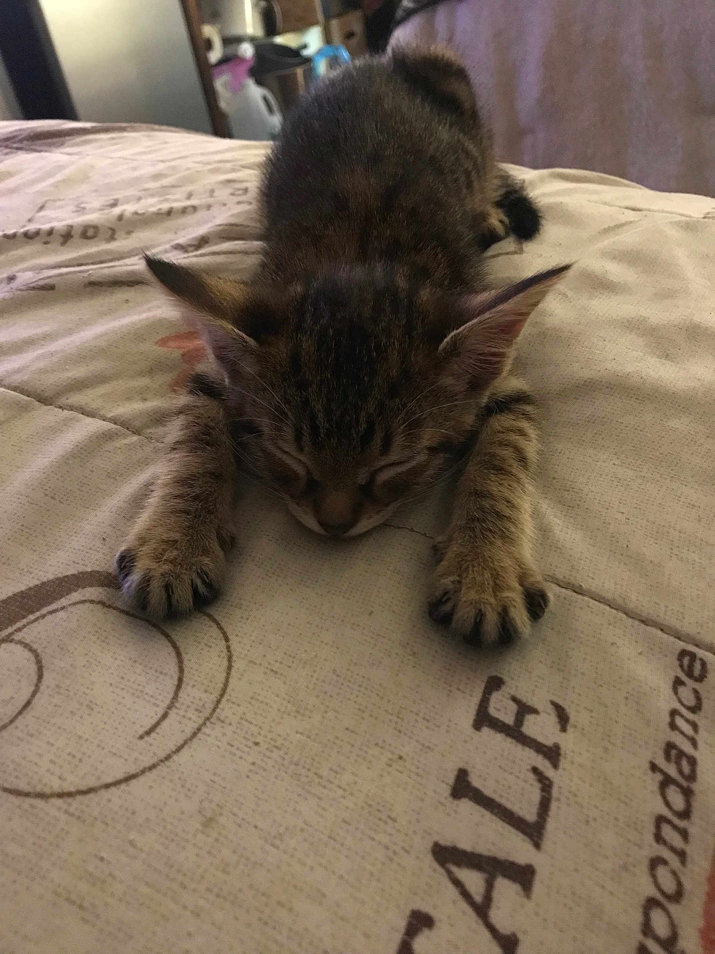 Riley is registered to the contest to win money with this photo: kitten, cat, sleeping, tabby, paw, bed, blanket, fur, indoor, cute, animal, pet, relaxed, resting, feline, small, young, cozy, domestic, mammal
