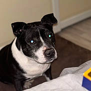 Tyson participe au concours pour gagner de l'argent avec cette photo : dog, black_and_white, pet, indoor, carpet, floor, animal, canine, looking_up, ears, snout, fur, domestic, cute, companion, portrait, sitting, home, muzzle, flash_reflection