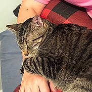 Big E is registered to the contest to win money with this photo: abyssinian, animal, cat, chair, clothing, couch, cushion, egyptiancat, face, furniture, head, homedecor, kitten, manx, pants, person, pet, photography, portrait, sleeping