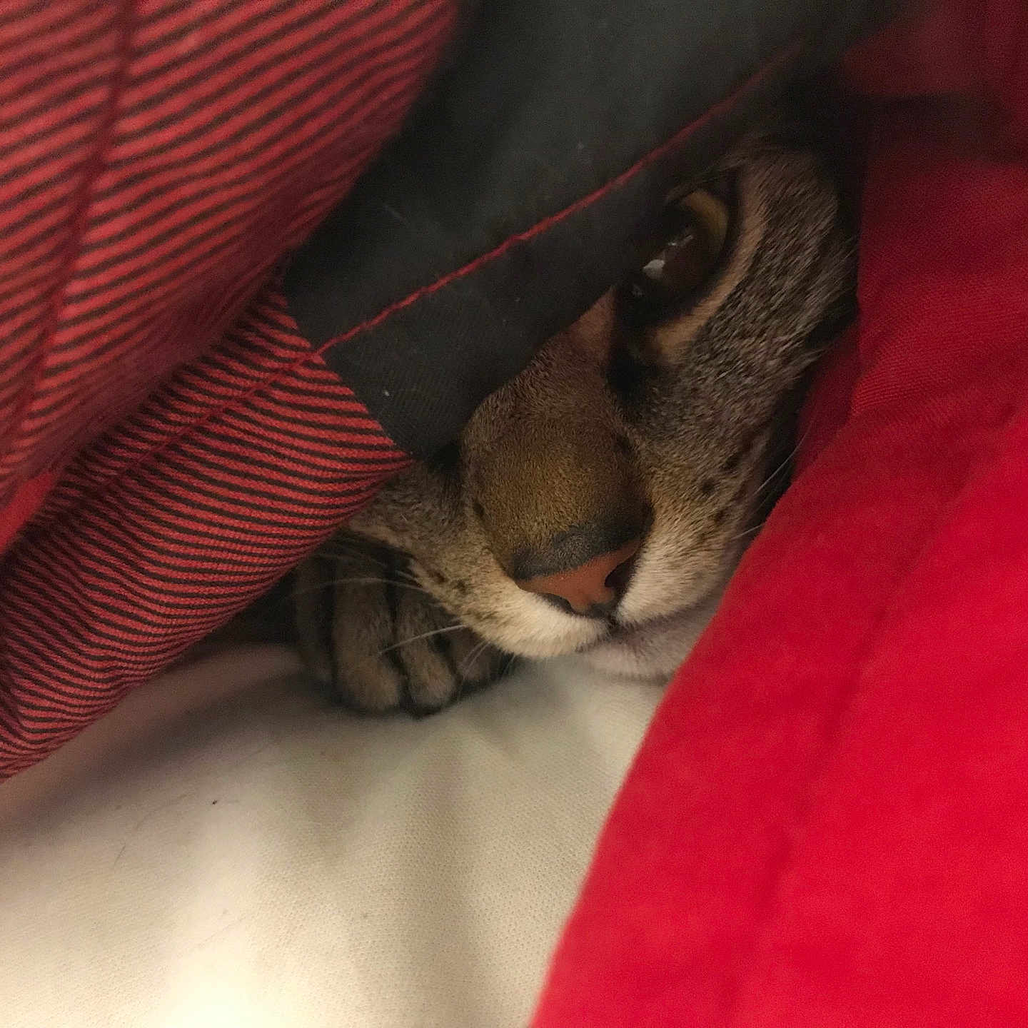 Big E is registered to the contest to win money with this photo: abyssinian, animal, baby, blanket, canine, cat, couch, cushion, dog, egyptiancat, furniture, homedecor, hound, kitten, ocelot, person, pet, quilt, siamese, sleeping