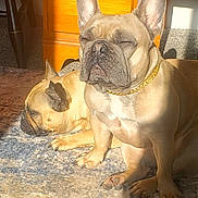 Paris joined the competition — help win amazing prizes! dog, french_bulldog, indoor, sunlight, carpet, resting, sitting, sleeping, pet, canine, golden_chain, wooden_cabinet, shadow, floor, fur, companion, relaxed, animal, domestic, portrait