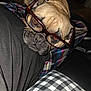animal, black_shirt, brown_dog, closeup, companion, couch, cozy, cute, dog, eyewear, face, french_bulldog, glasses, indoor, leather, pet, plaid_pants, portrait, relaxed, resting