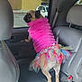 Paris is registered to the contest to win money with this photo: pug, dog, pet, car_interior, pink_sweater, tutu, colorful, window, backseat, leather_seat, curious, animal_clothing, small_dog, puppy, furry, cute, standing, looking_out_window, daylight, parked_car