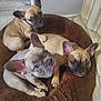animal, brown_bed, canine, companion, cozy, cute, dog_bed, domestic, ears_up, french_bulldog, indoor, looking_at_camera, pet, puppy, resting, small_dog, snuggling, three_puppies, wooden_floor, young_dog