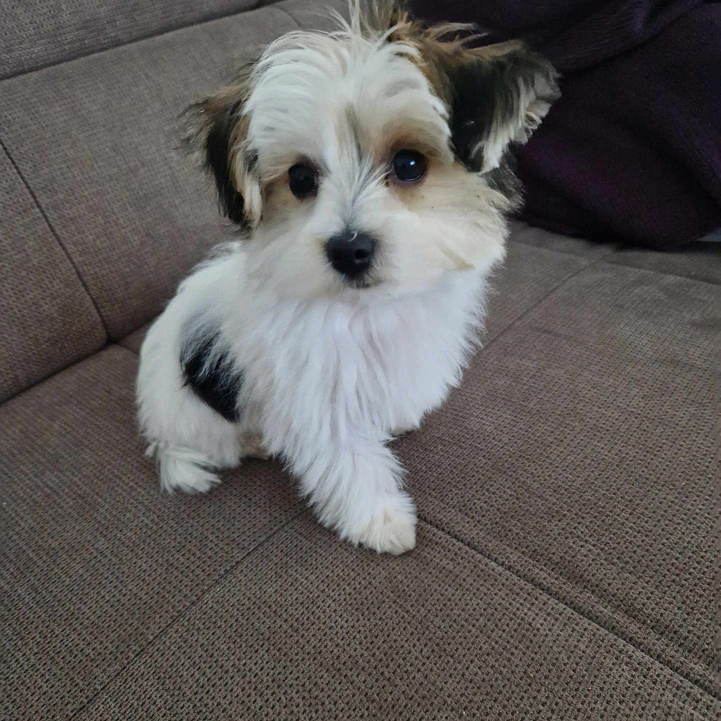 Rocky a rejoint le concours — aidez-le/la à gagner de superbes lots ! animal, architecture, building, canine, chair, cockerspaniel, couch, cushion, dog, furniture, homedecor, indoors, livingroom, papillon, pet, poodle, puppy, room, terrier, whitedog