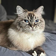 Apple joined the competition — help win amazing prizes! animal, bed, blue_eyes, cat, close_up, cute, domestic_cat, feline, fluffy, fur, indoor, laying_down, mammal, paws, pet, portrait, relaxed, resting, soft, whiskers