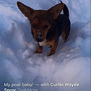 Zoey is registered to the contest to win money with this photo: animal, background, canine, cold, daylight, dog, ears, face, fur, nature, outdoor, pet, screenshot, small_dog, snow, social_media, standing, tail, text, winter