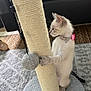 accessories, animal, architecture, building, canine, cat, chair, couch, cushion, furniture, homedecor, indoors, kitten, linen, livingroom, manx, pet, room, siamese, strap