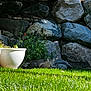 animal, backyard, canine, cat, cookware, fox, grass, jar, kitfox, lawn, nature, outdoors, path, pet, plant, pot, rock, slate, walkway, yard
