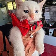 Flocon participe au concours pour gagner de l'argent avec cette photo : adorable, animal, bell, blue_eyes, cat, close_up, collar, cute, domestic_cat, furry, hand, held, indoor, kitten, pet, red_bow, soft_fur, whiskers, white_cat, young_cat