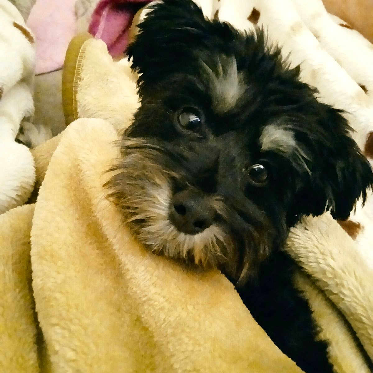 Una a rejoint le concours — aidez-le/la à gagner de superbes lots ! affenpinscher, animal, ball, blanket, canine, couch, cushion, dog, furniture, homedecor, linen, pet, poodle, puppy, quilt, sport, tennis, tennisball, terrier, towel