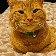 Morris joined the competition — help win amazing prizes! cat, orange_tabby, feline, pet, animal, portrait, close_up, whiskers, ears, green_collar, bell, bed, blanket, indoors, home, resting, sitting, fur, eyes, closeup_photography