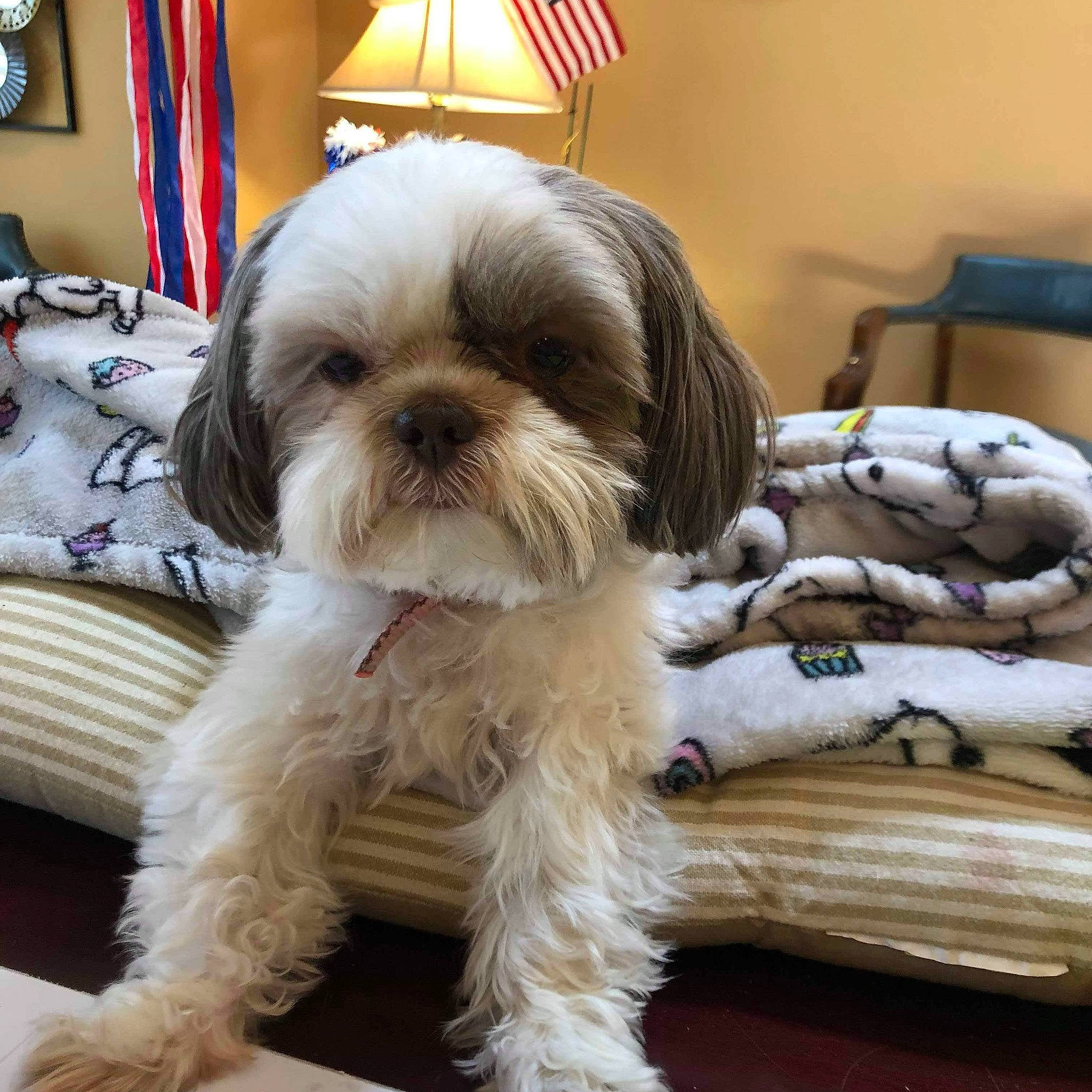 Buttons joined the competition — help win amazing prizes! bolonka, canidae, carnivore, chinese_imperial_dog, companion_dog, dog, dog_breed, kyi_leo, lhasa_apso, lowchen, maltepoo, mammal, non_sporting_group, puppy, shih_poo, shih_tzu, snout, tibetan_terrier, toy_dog, vertebrate