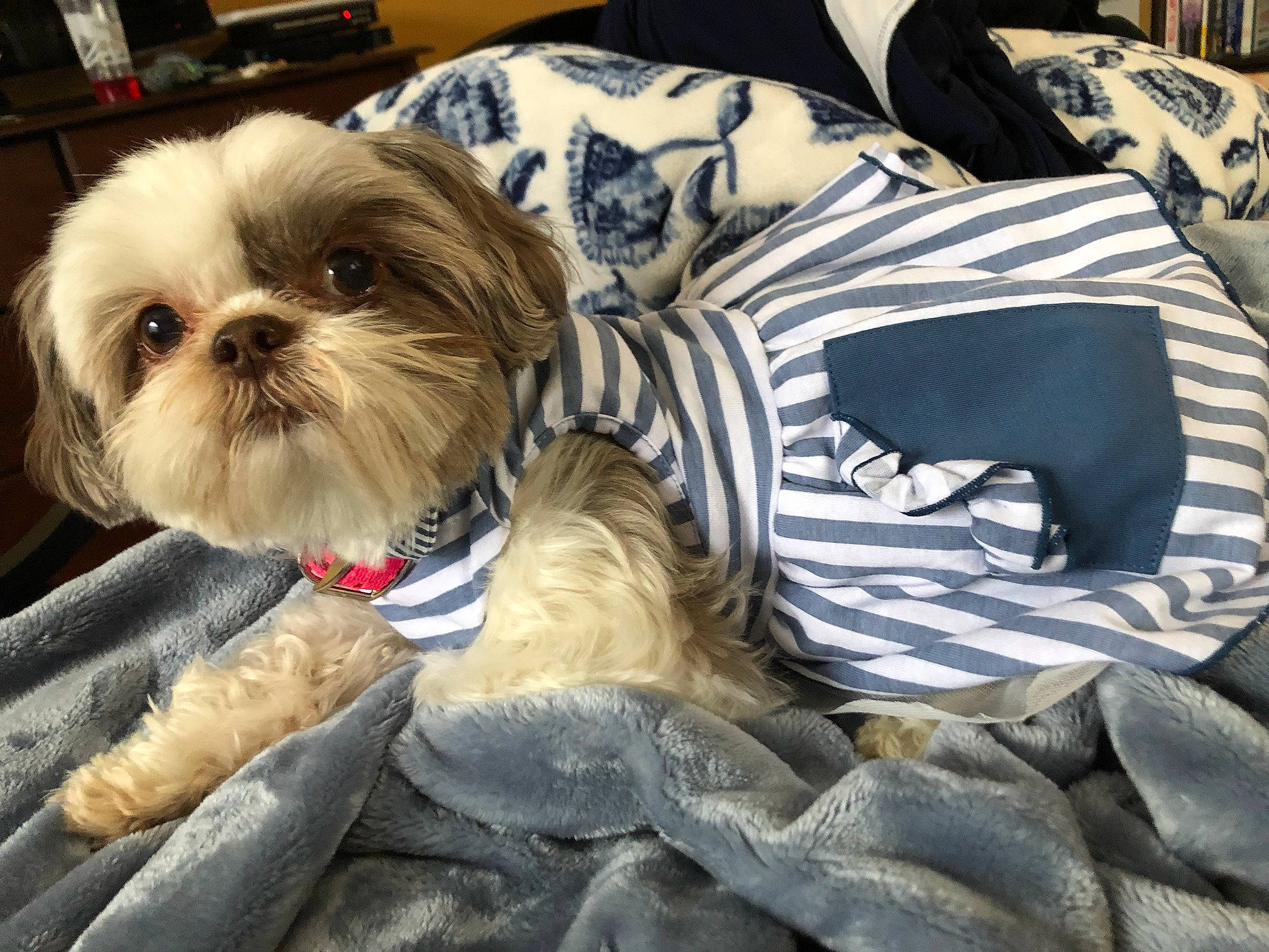Buttons joined the competition — help win amazing prizes! canidae, carnivore, chinese_imperial_dog, companion_dog, dog, dog_breed, dog_clothes, fur, lhasa_apso, morkie, non_sporting_group, puppy, puppy_love, rare_breed_dog, shih_tzu, snout, toy_dog