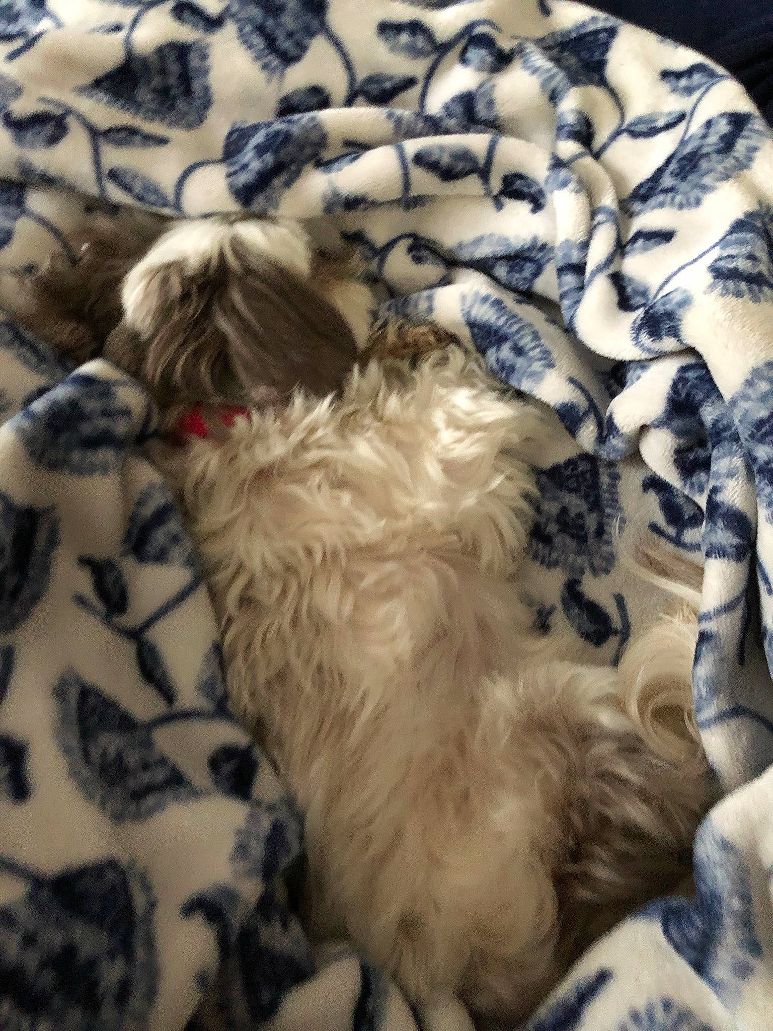 Buttons is registered to the contest to win money with this photo: canidae, carnivore, dog, dog_breed, fawn, fur, lhasa_apso, non_sporting_group, puppy, shih_tzu, sporting_group, tibetan_terrier