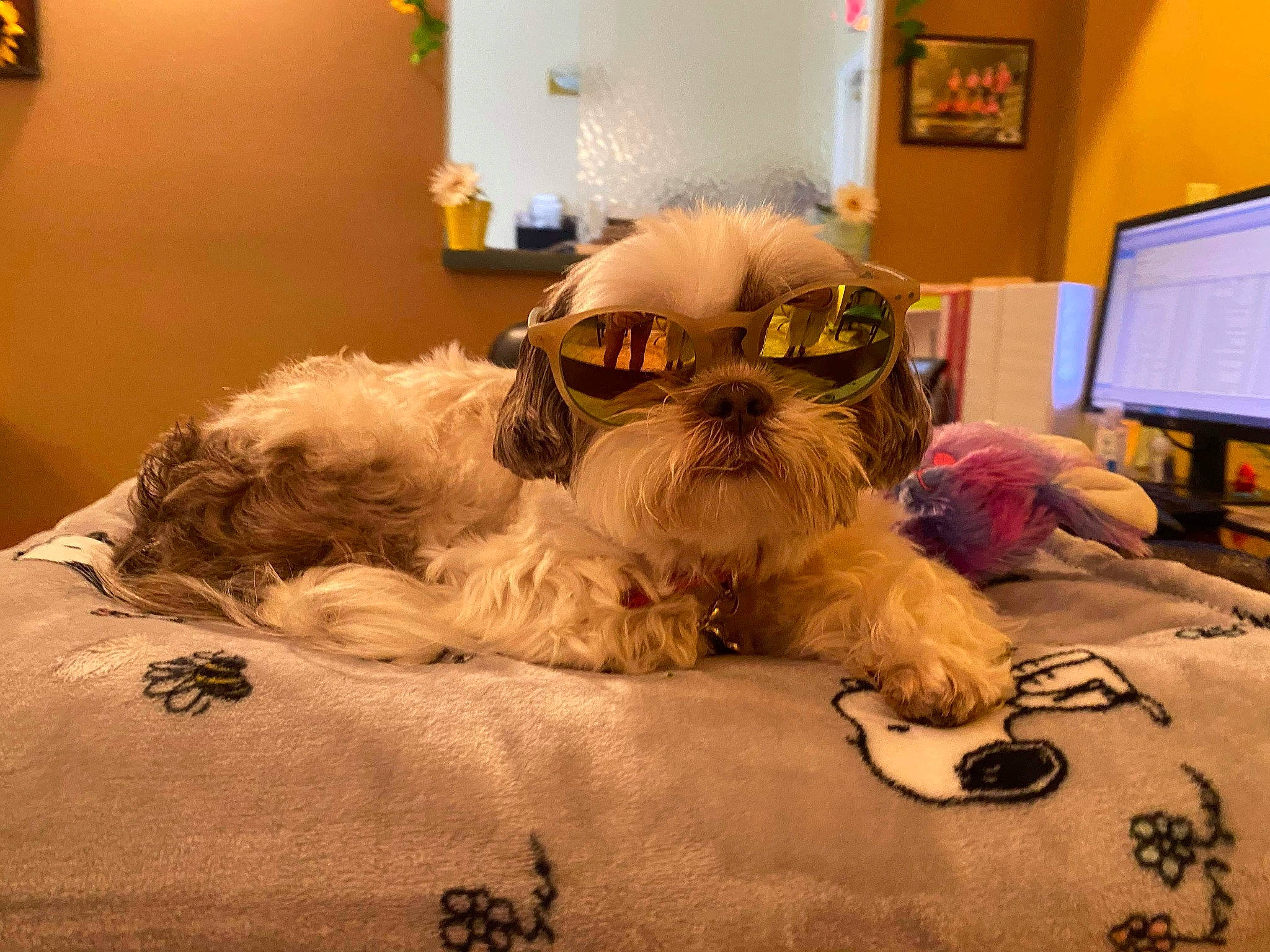 Buttons is registered to the contest to win money with this photo: bolonka, canidae, carnivore, companion_dog, dog, dog_breed, glasses, irish_soft_coated_wheaten_terrier, maltese, mammal, morkie, non_sporting_group, puppy, rare_breed_dog, schnoodle, sealyham_terrier, shih_tzu, sporting_group, tibetan_terrier, toy_dog