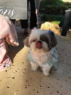 Buttons joined the competition — help win amazing prizes! canidae, carnivore, chinese_imperial_dog, companion_dog, dog, dog_breed, kyi_leo, lhasa_apso, liver, mal_shi, maltepoo, maltese, mammal, non_sporting_group, puppy, rare_breed_dog, shih_tzu, snout, toy_dog, vertebrate