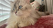 Percival is registered to the contest to win money with this photo: cat, fluffy, blue_eyes, window_blinds, indoor, home_decor, red_blanket, relaxed, cute, pet, feline, close_up, whiskers, soft_fur, portrait, curious, cozy, resting, domestic_animal, light