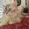 cat, fluffy, blue_eyes, window_blinds, indoor, home_decor, red_blanket, relaxed, cute, pet, feline, close_up, whiskers, soft_fur, portrait, curious, cozy, resting, domestic_animal, light