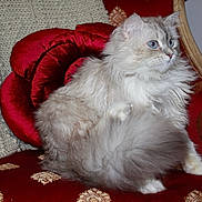 Percival is registered to the contest to win money with this photo: cat, fluffy, blue_eyes, red_chair, knitted_blanket, plush_cushion, rose_shaped_cushion, furniture, indoor, pet, animal, cozy, decor, luxury, relaxed, sitting, portrait, feline, soft, domestic