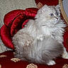 cat, fluffy, blue_eyes, red_chair, knitted_blanket, plush_cushion, rose_shaped_cushion, furniture, indoor, pet, animal, cozy, decor, luxury, relaxed, sitting, portrait, feline, soft, domestic