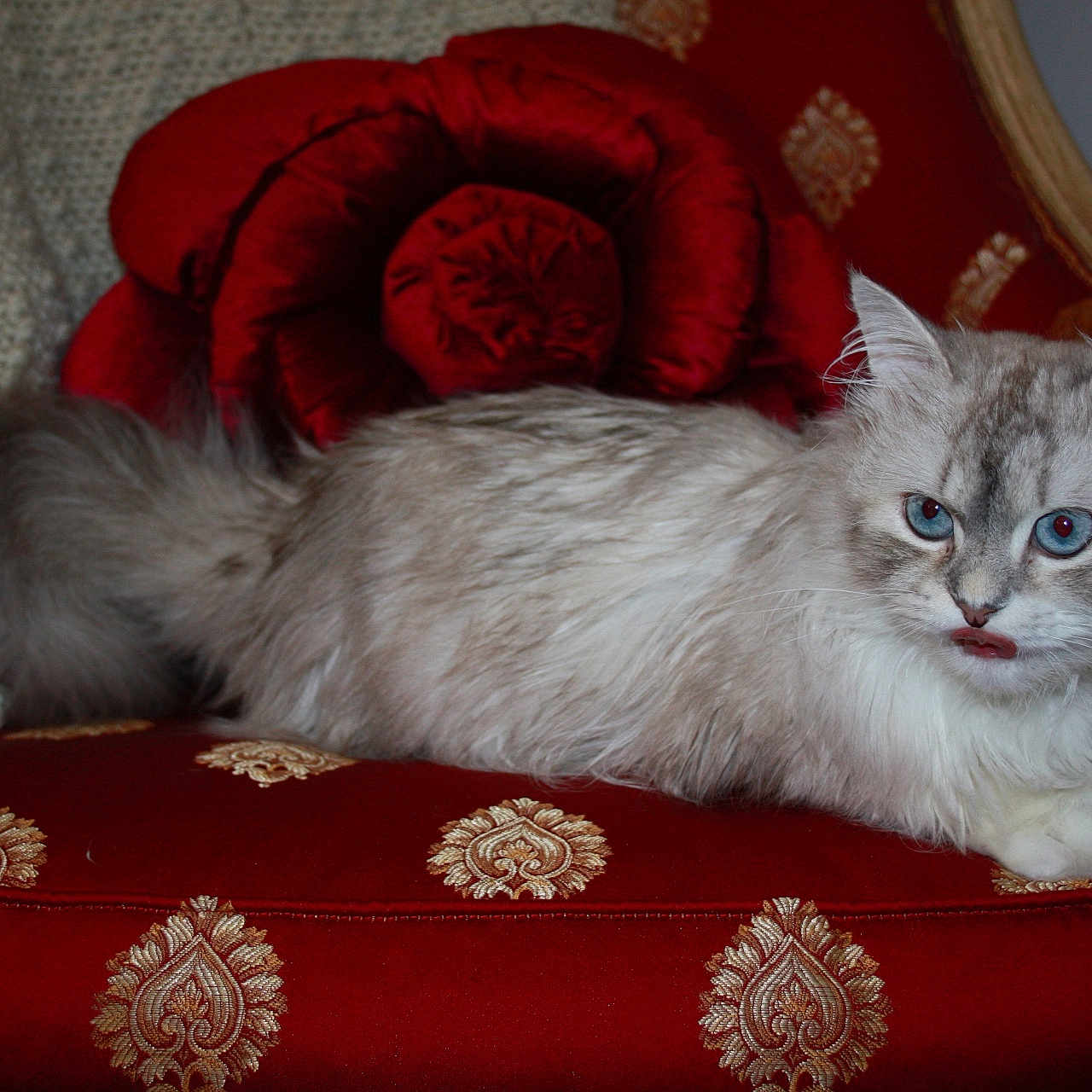 Percival