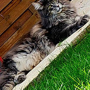 Sparrow a rejoint le concours — aidez-le/la à gagner de superbes lots ! cat, fluffy, outdoor, grass, concrete, fence, pet, animal, resting, green, fur, mammal, nature, relaxed, whiskers, portrait, side_view, daylight, domestic_cat, eyes