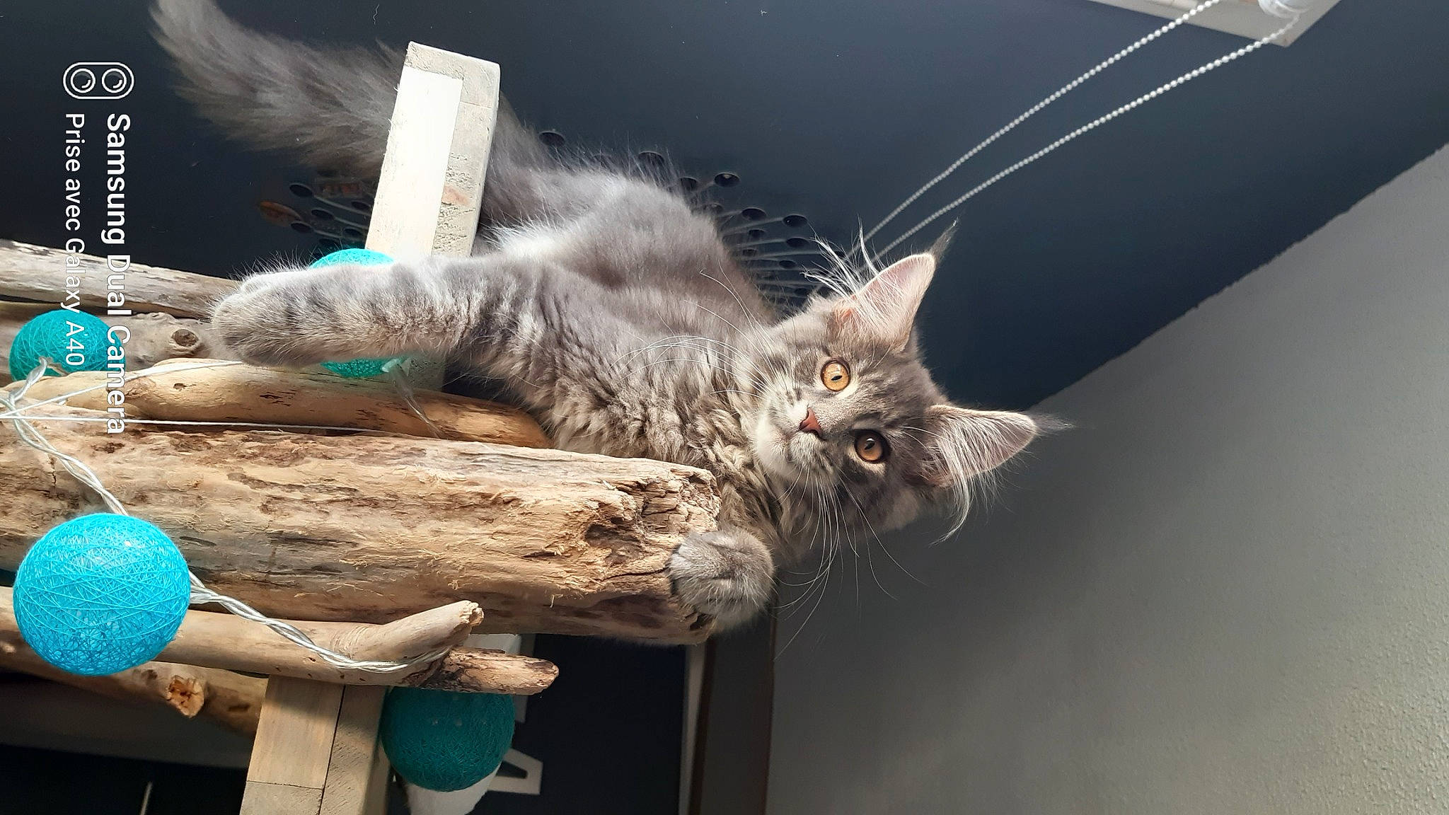 Sparrow participe au concours pour gagner de l'argent avec cette photo : carnivore, cat, claw, comfort, domestic_short_haired_cat, felidae, fur, grey, organism, paw, plant, small_to_medium_sized_cats, tail, twig, vertebrate, whiskers, wood
