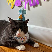 Taco is registered to the contest to win money with this photo: animal, banner, birthday, cat, celebration, close_up, costume, cute, domestic_cat, feline, four_years, gray_cat, indoor, party_hat, pet, pink_nose, resting, whiskers, white_paws, wooden_floor