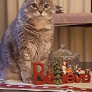 Purrrrcilla is registered to the contest to win money with this photo: animal, cat, christmas, cozy, curtains, decoration, domestic_cat, feline, festive, figurines, fur, gray_cat, holiday, home, indoor, miniature_tree, pet, still_life, tabby, table