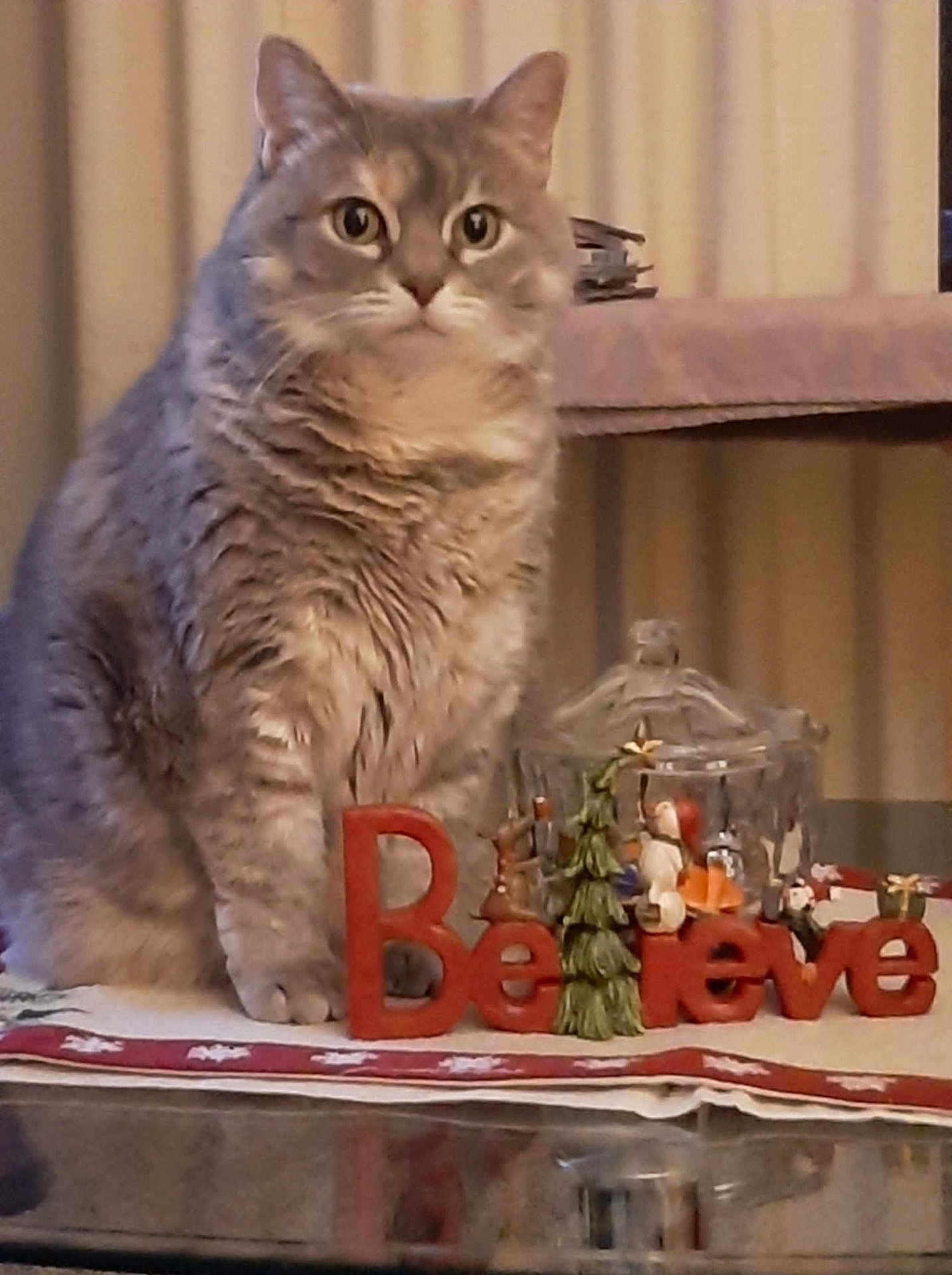 Purrrrcilla is registered to the contest to win money with this photo: animal, cat, christmas, cozy, curtains, decoration, domestic_cat, feline, festive, figurines, fur, gray_cat, holiday, home, indoor, miniature_tree, pet, still_life, tabby, table