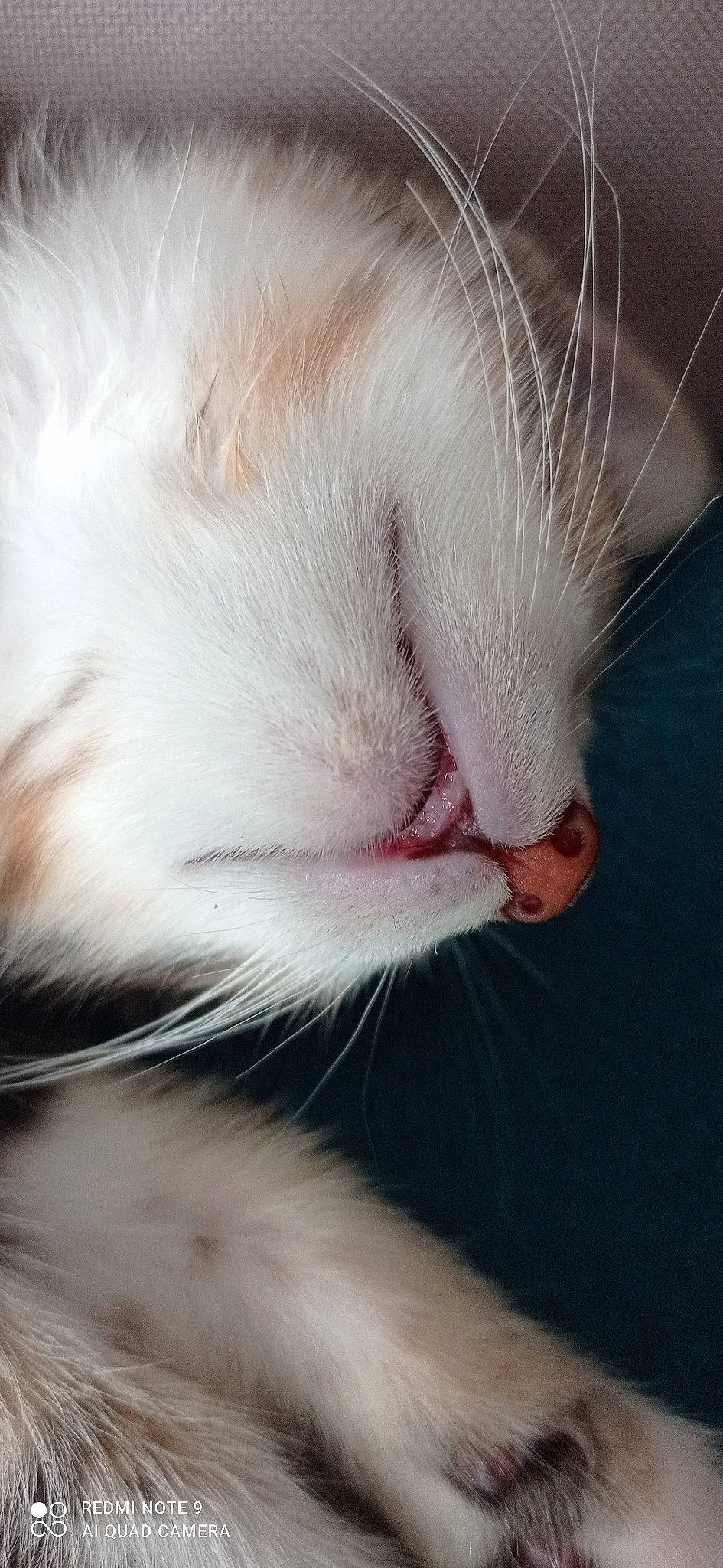 Pacha a rejoint le concours — aidez-le/la à gagner de superbes lots ! carnivore, cat, claw, comfort, domestic_short_haired_cat, ear, eye, fang, felidae, fur, nap, paw, sleep, small_to_medium_sized_cats, snout, tail, whiskers