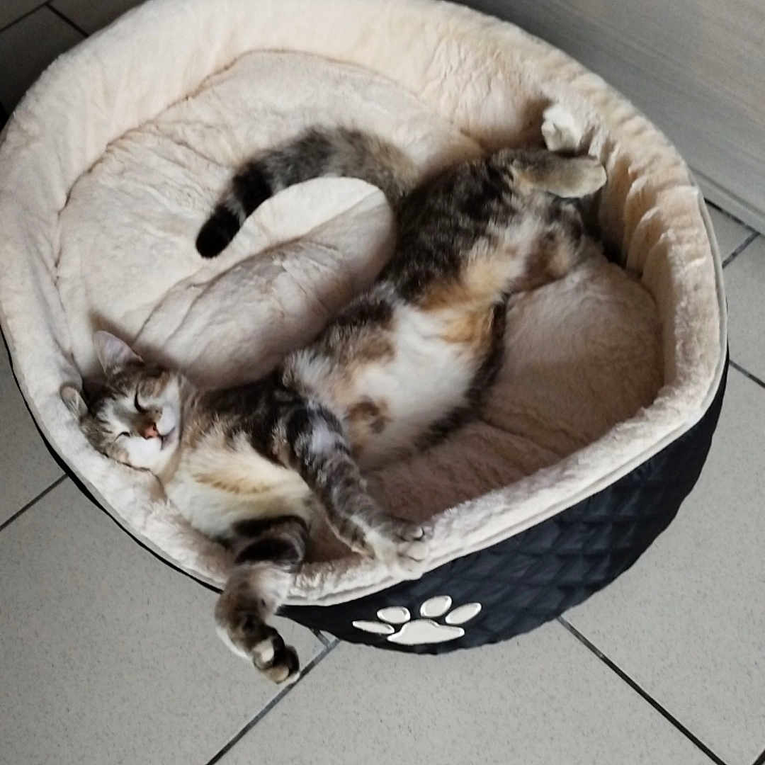 Pacha participe au concours pour gagner de l'argent avec cette photo : abyssinian, animal, basket, bed, canine, cat, dog, dogbed, furniture, hardwood, husky, kitten, manx, person, pet, puppy, siamese, sleeping, tile, wood