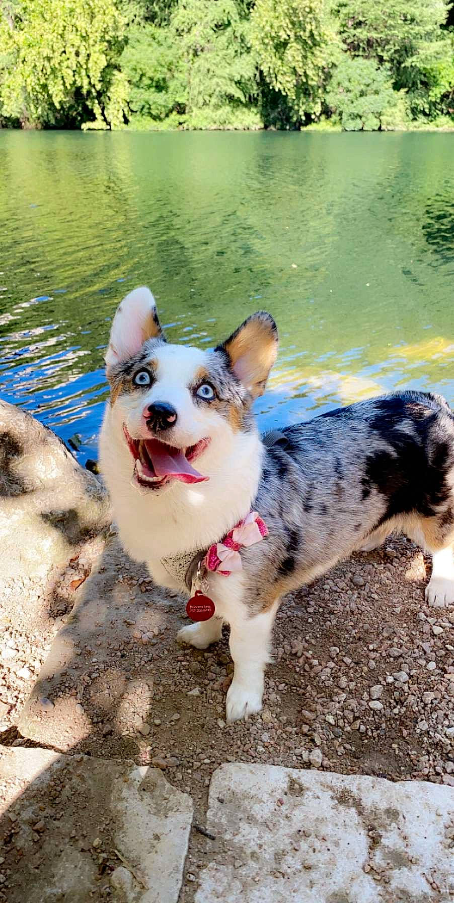 Princess Leia Corgana is registered to the contest to win money with this photo: bank, body_of_water, carnivore, collar, companion_dog, dog, dog_breed, dog_collar, fawn, herding_dog, lake, leash, leisure, nature, plant, snout, summer, water, whiskers, working_animal