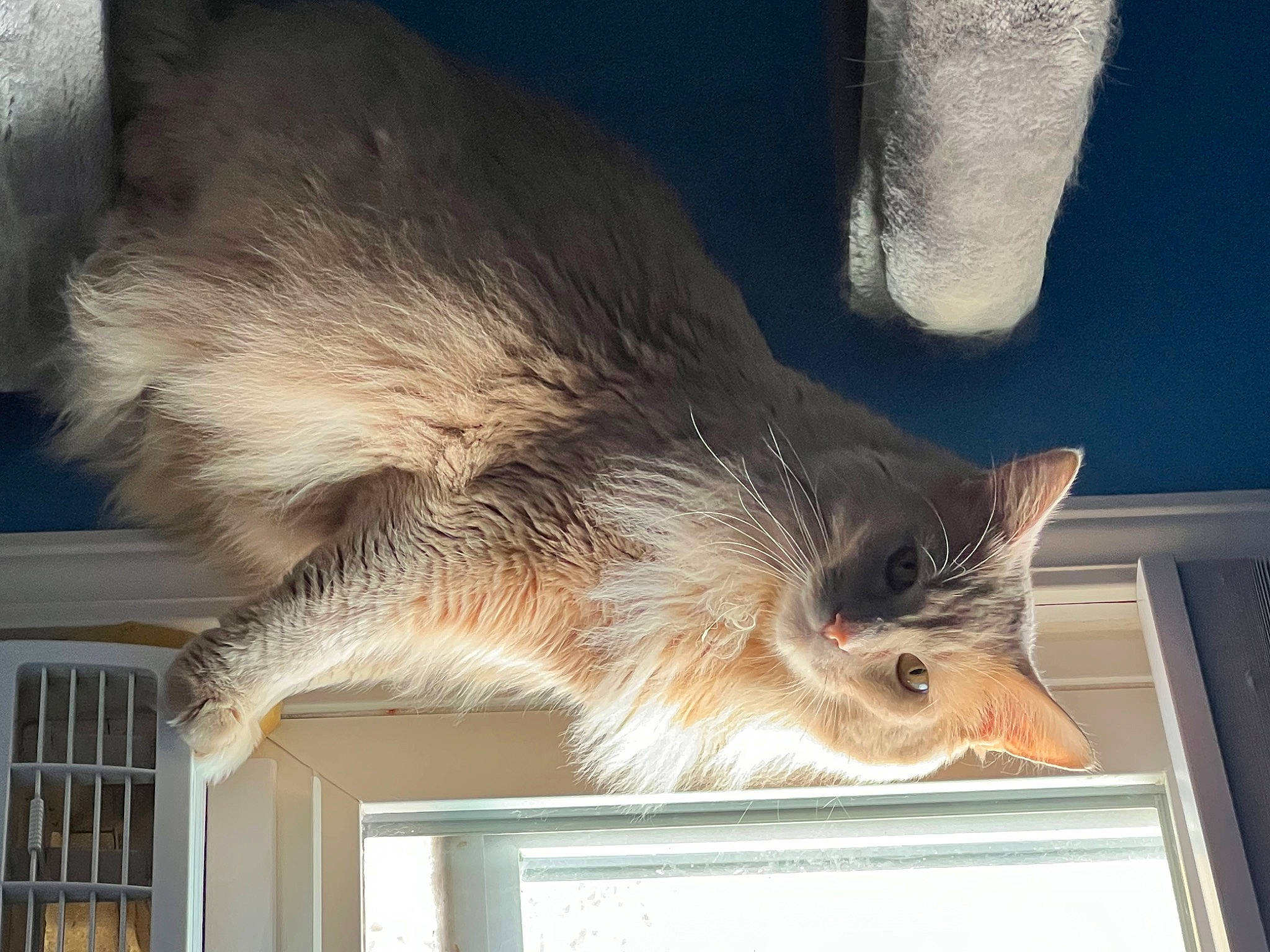 Gus is registered to the contest to win money with this photo: canidae, carnivore, cat, claw, domestic_short_haired_cat, fawn, felidae, fur, paw, room, small_to_medium_sized_cats, snout, tail, whiskers, wing, wood