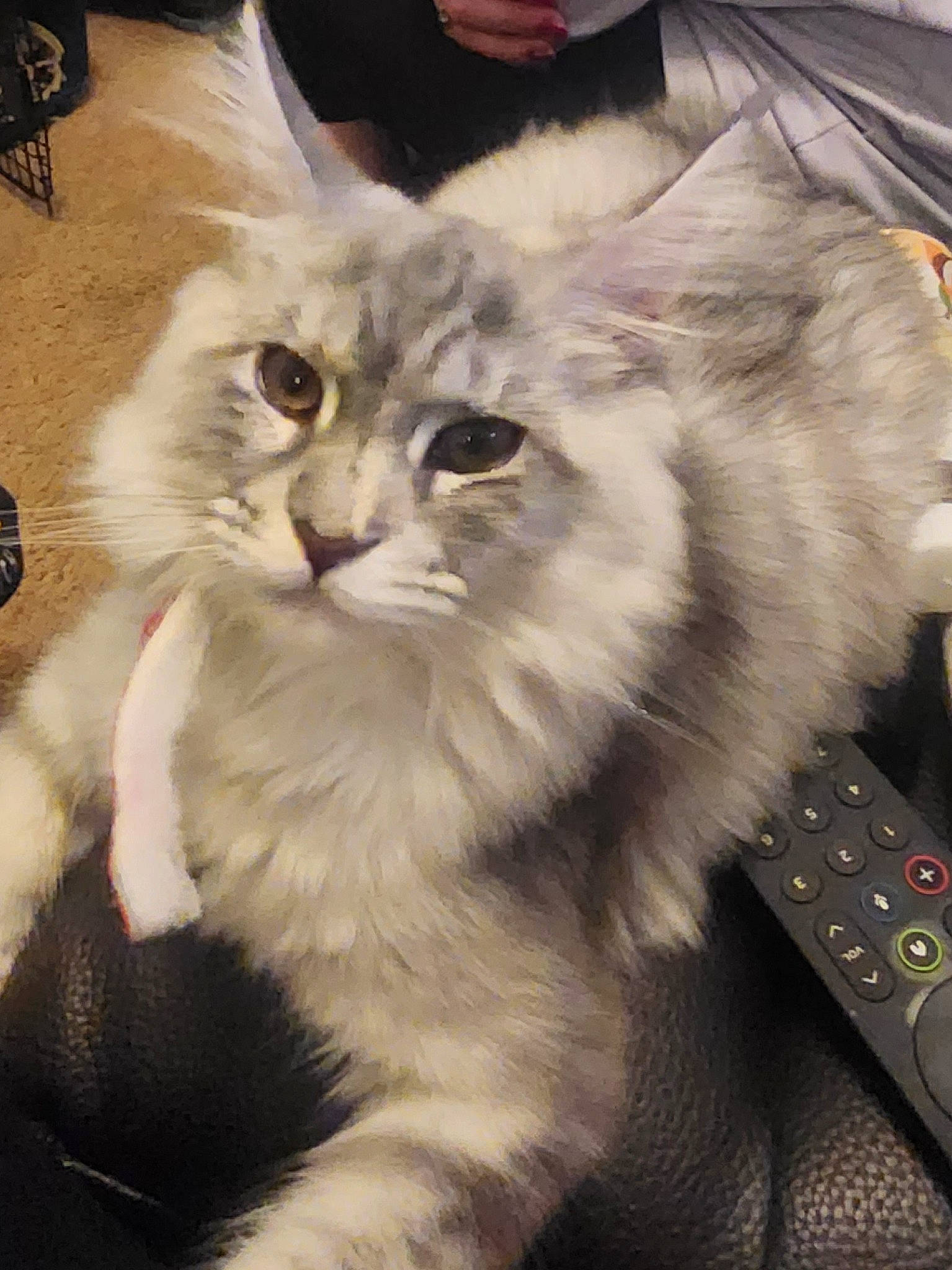 Cleopatra joined the competition — help win amazing prizes! british_longhair, carnivore, cat, claw, event, felidae, fur, paw, plant, remote_control, small_to_medium_sized_cats, snout, tail, whiskers