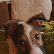 Ben participe au concours pour gagner de l'argent avec cette photo : puppy, dog, pet, close_up, blanket, couch, indoor, brown, white, black, cute, ears, face, fur, nose, eyes, resting, cozy, home, soft