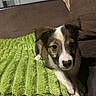 Ben a rejoint le concours — aidez-le/la à gagner de superbes lots ! puppy, dog, pet, indoor, blanket, green, brown, couch, fur, ears, cute, animal, looking, young, laying, texture, cozy, home, closeup, soft