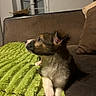 Ben a rejoint le concours — aidez-le/la à gagner de superbes lots ! puppy, dog, pet, indoor, couch, blanket, brown, green, fur, animal, side_view, relaxed, young_dog, domestic_animal, canine, furniture, resting, cozy, house, portrait