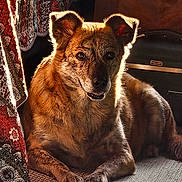 Stella is registered to the contest to win money with this photo: dog, pet, indoor, carpet, curtains, backlight, resting, fur, animal, canine, peaceful, warm, halo, pattern, suitcase, relaxed, portrait, closeup, light, cozy