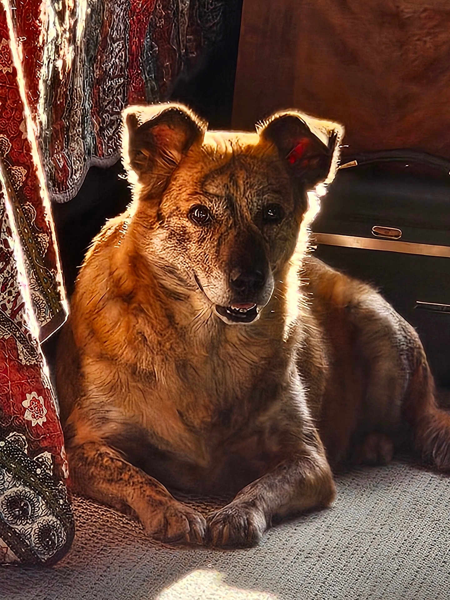 Stella is registered to the contest to win money with this photo: dog, pet, indoor, carpet, curtains, backlight, resting, fur, animal, canine, peaceful, warm, halo, pattern, suitcase, relaxed, portrait, closeup, light, cozy