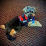 Vader joined the competition — help win amazing prizes! dog, service_dog, harness, leash, small_dog, carpet, patterned_floor, bandana, fur, ears, eyes, pet, indoor, lying_down, looking_at_camera, closeup, adorable, tail, collar, on_duty