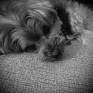 Vader joined the competition — help win amazing prizes! dog, puppy, pet, carpet, close_up, portrait, nose, fur, sleepy, resting, collar, tag, black_and_white, texture, indoors, whiskers, macro, expressive_eyes, floor, cozy