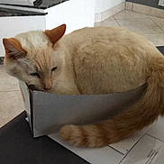 Flocon a rejoint le concours — aidez-le/la à gagner de superbes lots ! asian, carnivore, cat, colorpoint_shorthair, domestic_short_haired_cat, european_shorthair, felidae, fur, kitten, small_to_medium_sized_cats, tail, whiskers