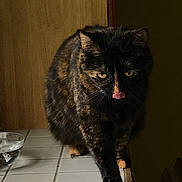 Nutella participe au concours pour gagner de l'argent avec cette photo : asian, black_cat, british_semi_longhair, carnivore, cat, domestic_short_haired_cat, european_shorthair, eye, felidae, fur, kurilian_bobtail, mammal, small_to_medium_sized_cats, tail, whiskers